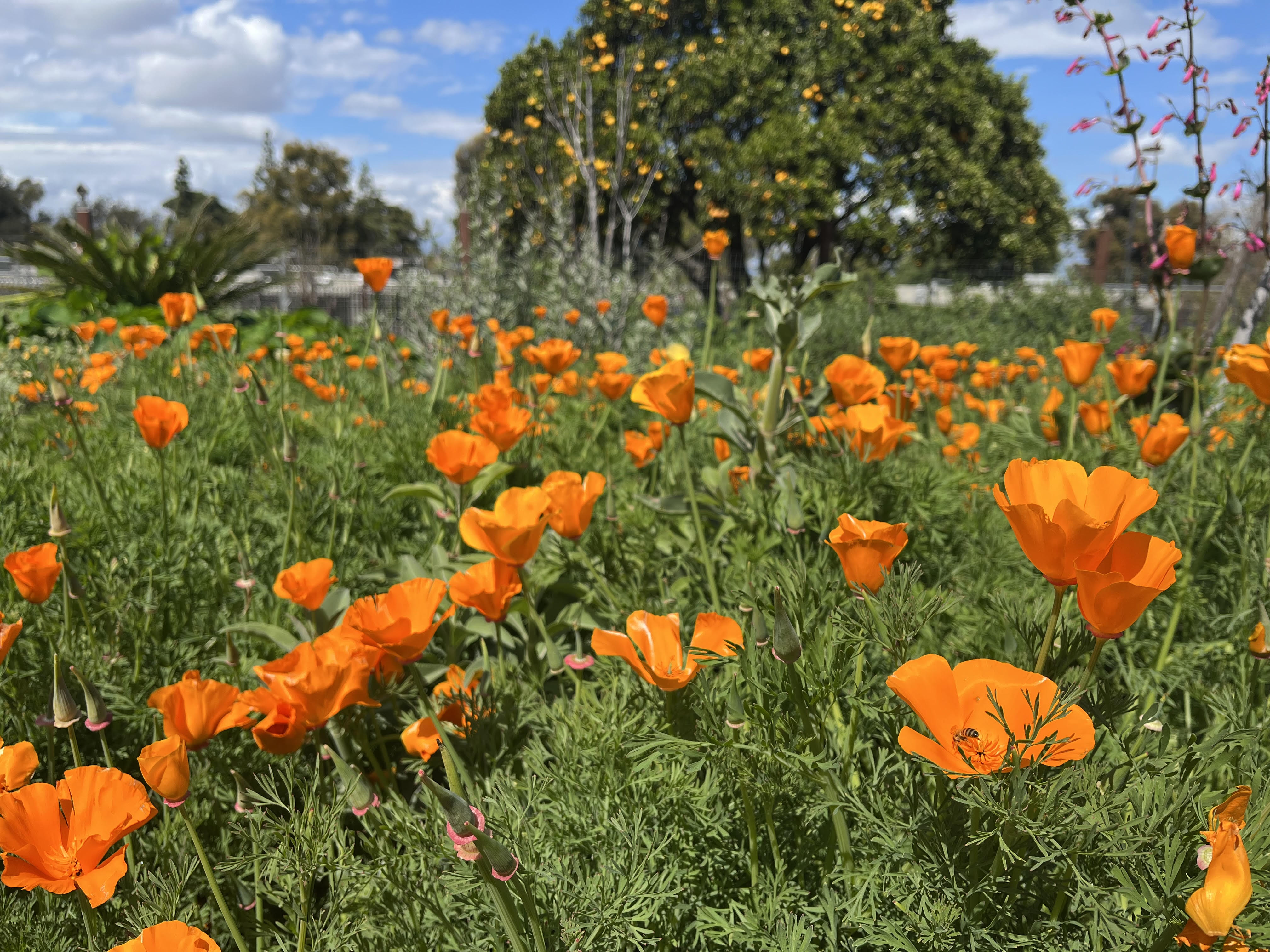 San Francisco Ocean Friendly Gardens